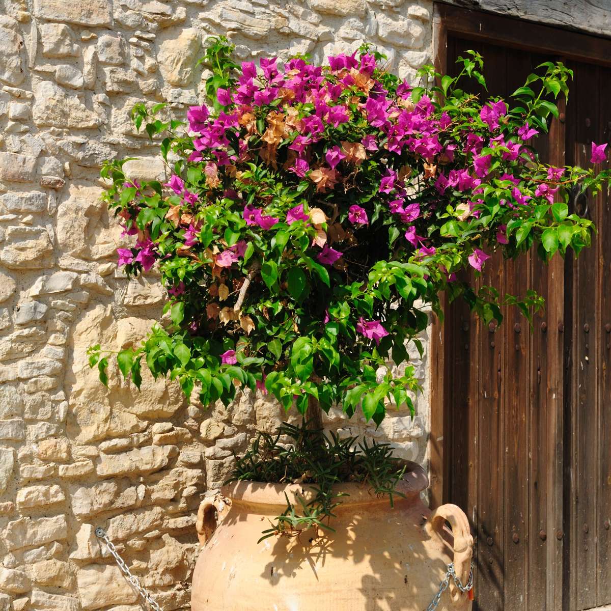 Bougainvillier - Bougainvillea 'Alexandra' - Hauteur 50-60cm - ⌀17cm - TD Plantz