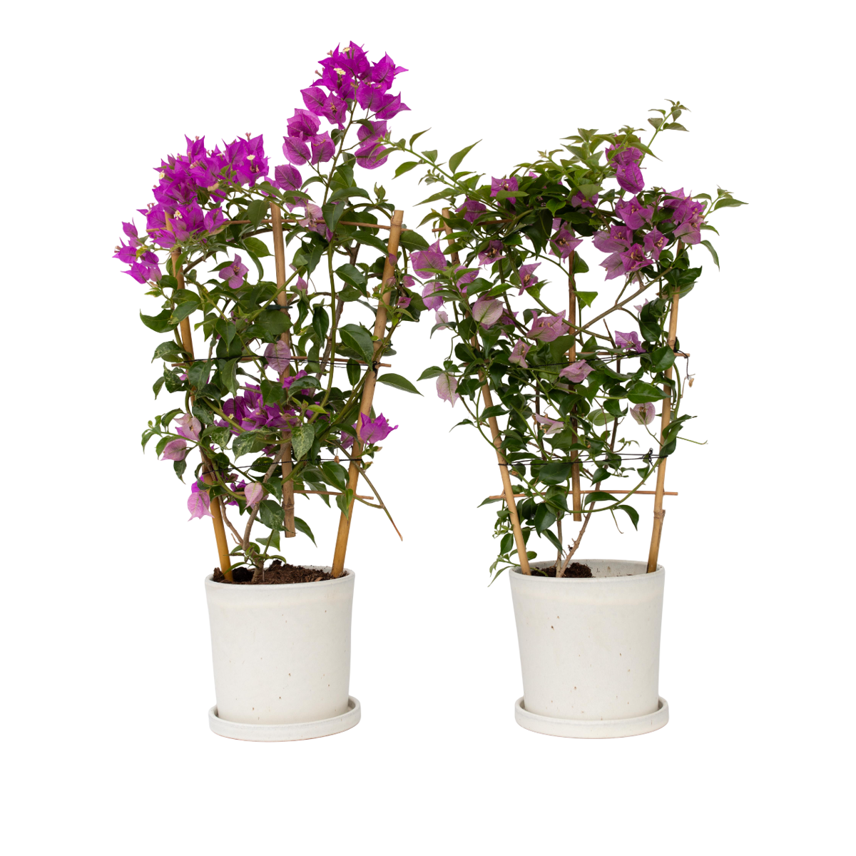Bougainvillier - Set de 2 - Bougainvillea 'Alexandra' - Hauteur 50-60cm - ⌀17cm
