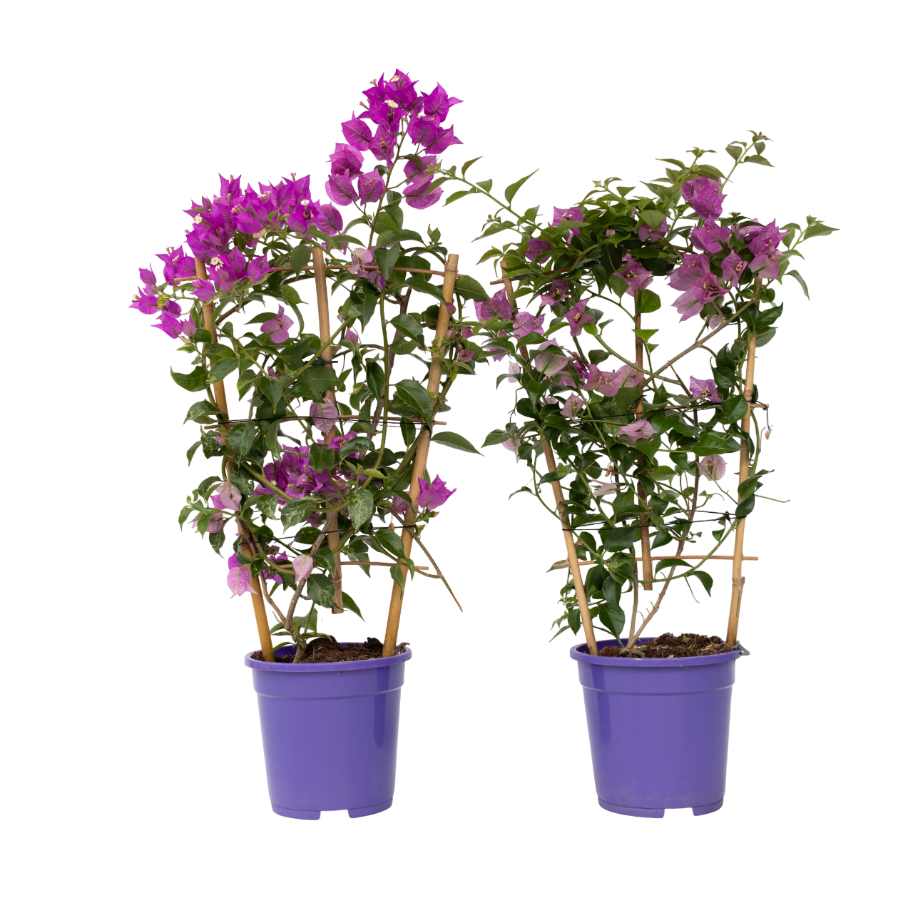 Bougainvillier - Set de 2 - Bougainvillea 'Alexandra' - Hauteur 50-60cm - ⌀17cm