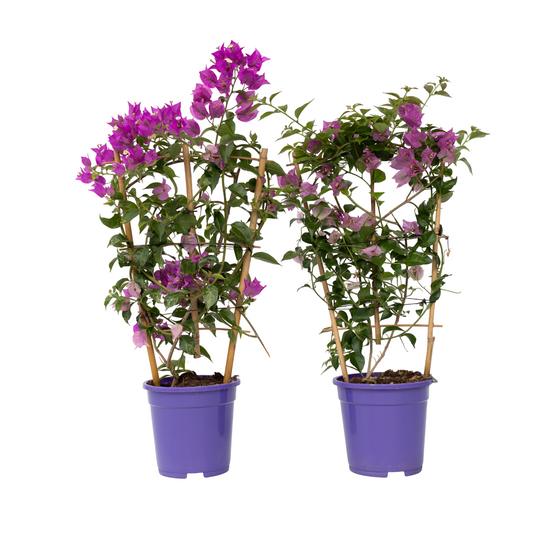 Bougainvillier - Set de 2 - Bougainvillea 'Alexandra' - Hauteur 50-60cm - ⌀17cm