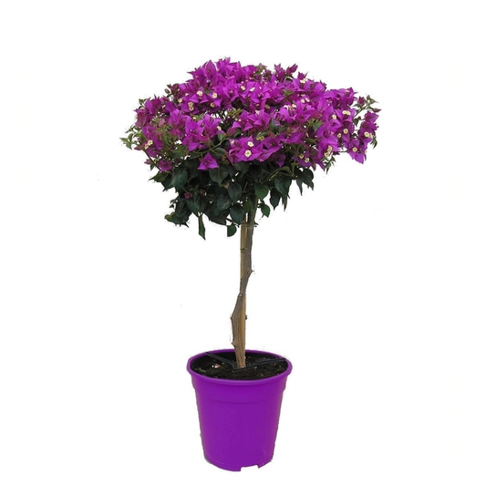 Bougainvillier - Bougainvillea 'Alexandra' - Hauteur 50-60cm - ⌀17cm