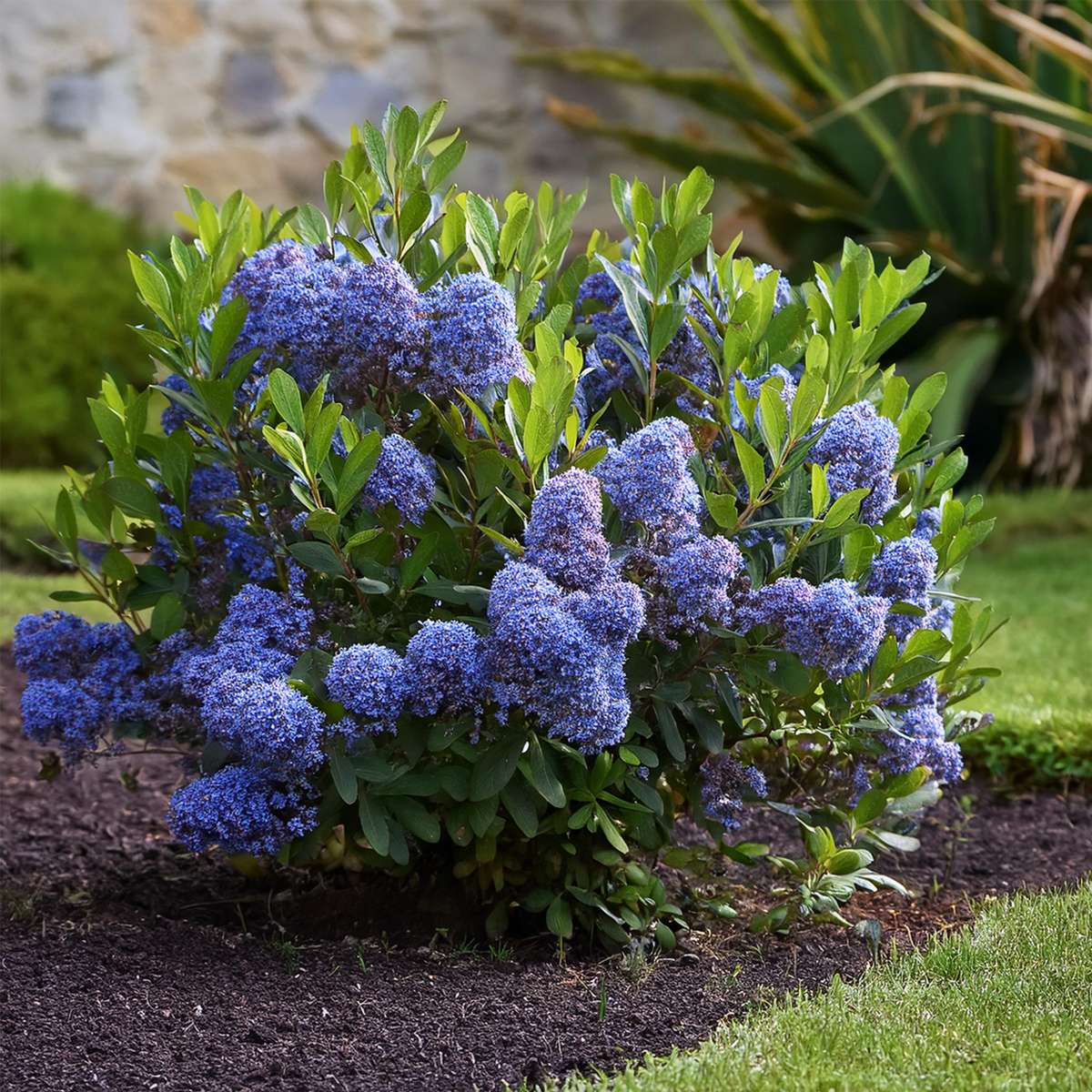 Californian Lilac - Ceanothus thyrsiflorus Repens - Height 60-70cm - ⌀17cm
