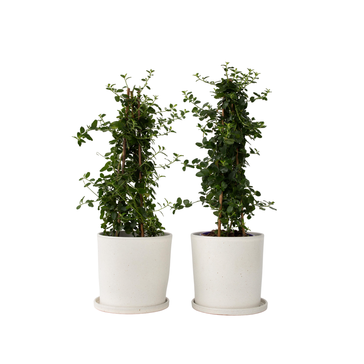 Lilas de Californie - Set de 2 - Ceanothus Repens - H60-70cm - ⌀17cm