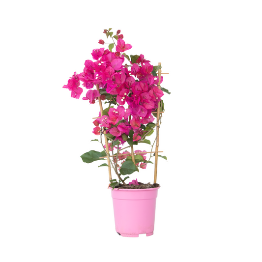 Bougainvillier - Bougainvillea 'Dania' - Hauteur 50-60cm - ⌀17cm