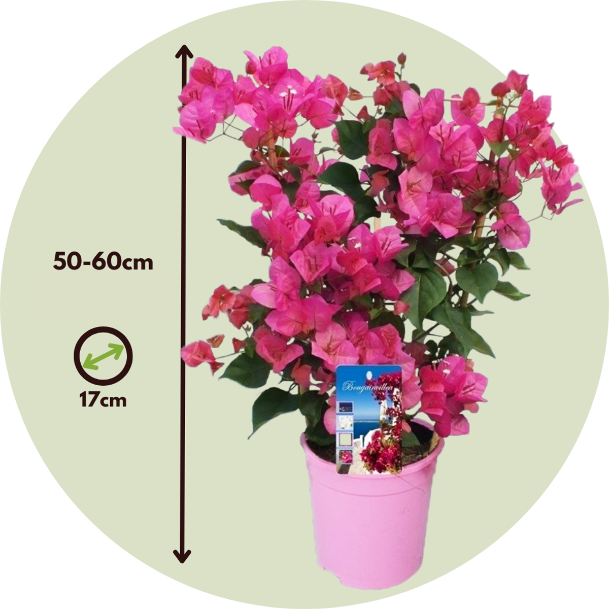 Bougainvillier - Bougainvillea 'Dania' - Hauteur 50-60cm - ⌀17cm