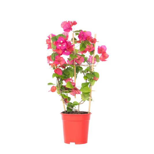Bougainvillier - Bougainvillea 'Dania' - Hauteur 50-60cm - ⌀17cm - TD Plantz