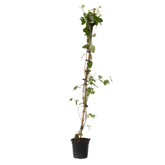 Chèvrefeuille - Lonicera x Heckrotti 'American Beauty' - H110-120cm - ⌀17cm