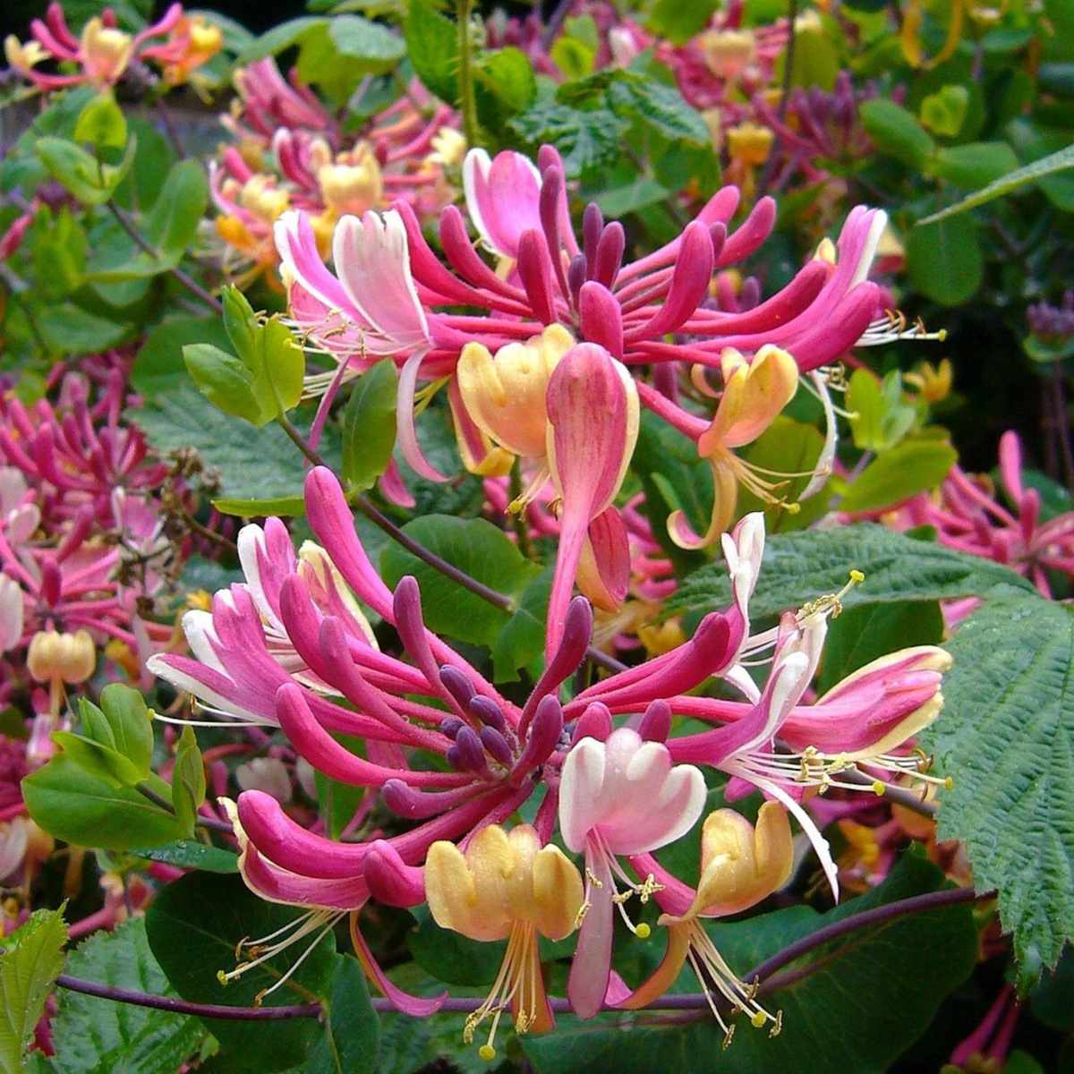 Chèvrefeuille - Set de 2 - Lonicera 'American Beauty' - H110-120cm - ⌀17cm