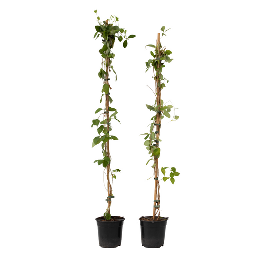 Chèvrefeuille - Set de 2 - Lonicera 'American Beauty' - H110-120cm - ⌀17cm