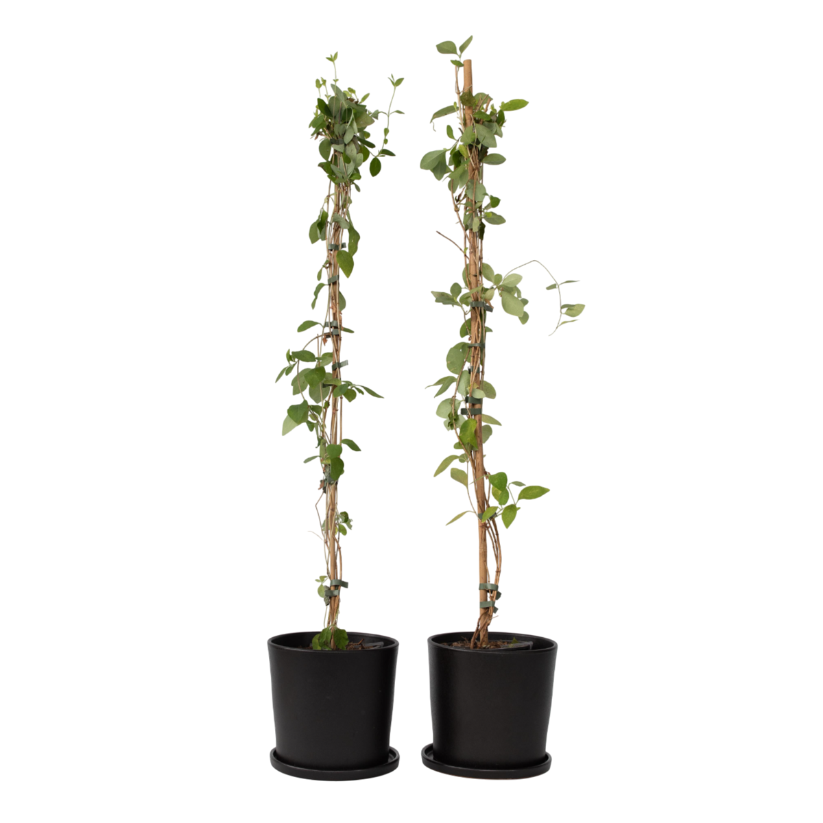 Chèvrefeuille - Set de 2 - Lonicera 'American Beauty' - H110-120cm - ⌀17cm
