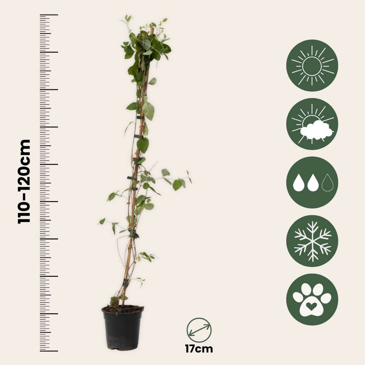 Chèvrefeuille - Set de 2 - Lonicera 'American Beauty' - H110-120cm - ⌀17cm