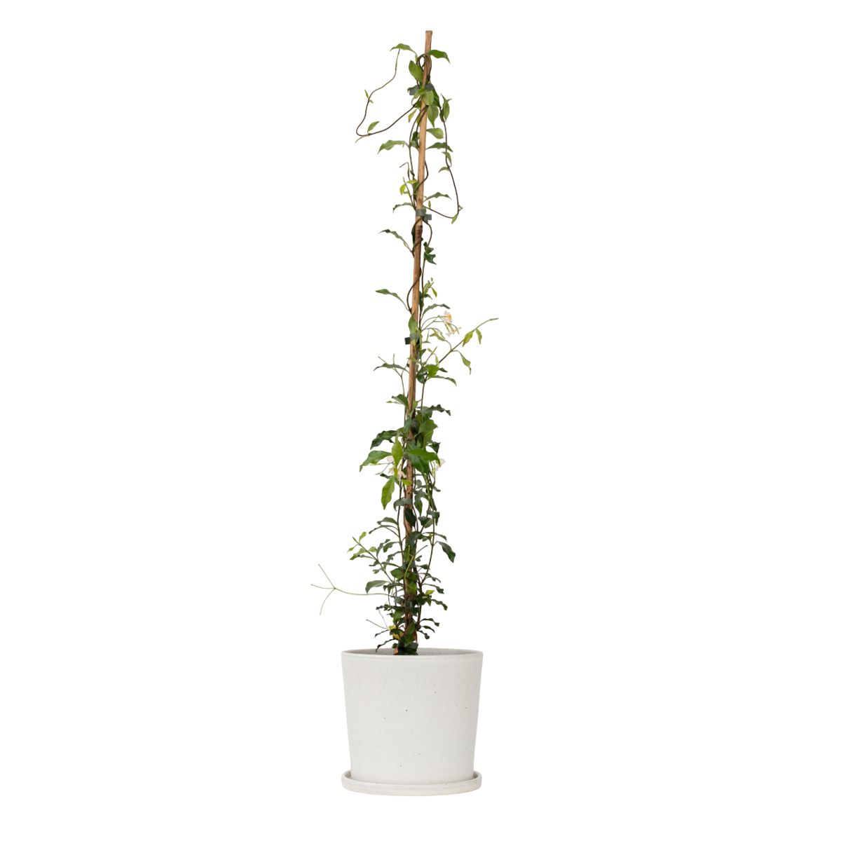 Star of Jasmine - Trachelospermum jasminoides - Height 110-120cm - ⌀17cm