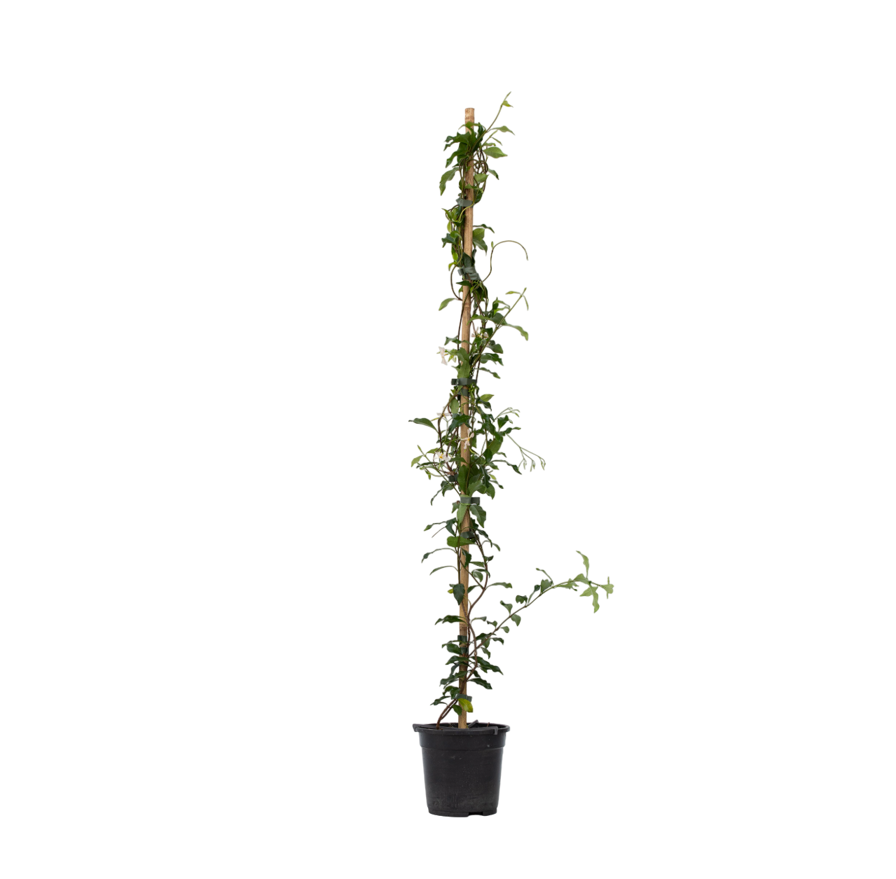 Star of Jasmine - Trachelospermum jasminoides - Height 110-120cm - ⌀17cm