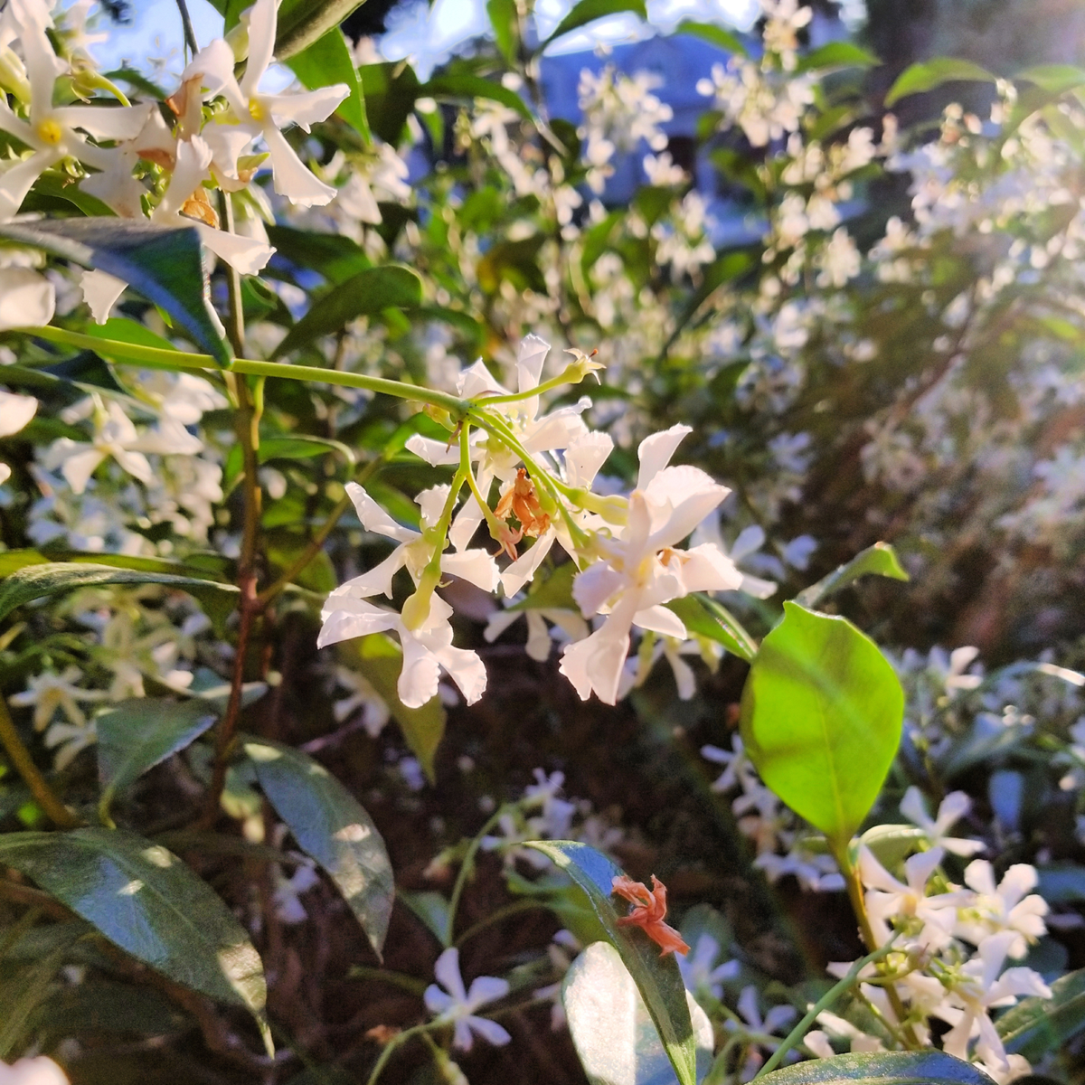 Star of Jasmine - 2 pcs. - Trachelospermum jasminoides - H110-120cm - ⌀17cm