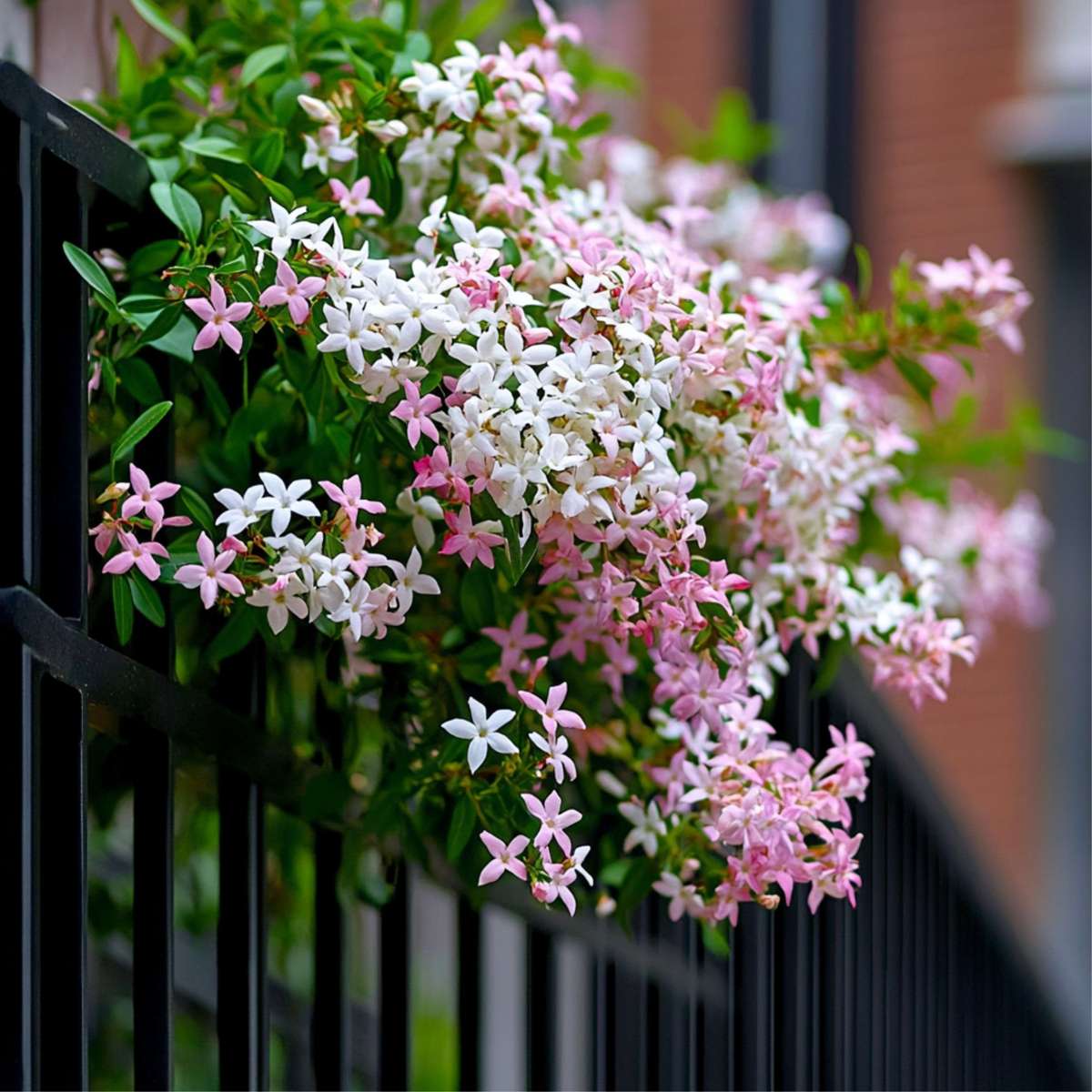 Star of Jasmine - 2 pcs. - Trachelospermum jasminoides - H110-120cm - ⌀17cm