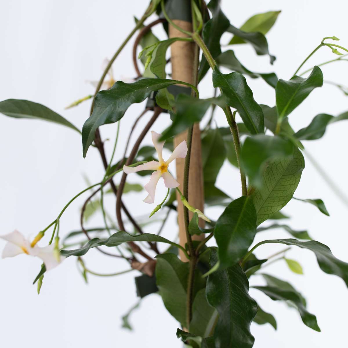 Star of Jasmine - 2 pcs. - Trachelospermum jasminoides - H110-120cm - ⌀17cm
