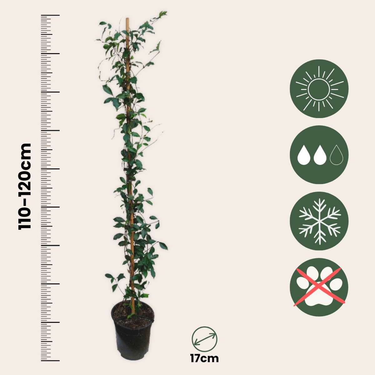 Star of Jasmine - 2 pcs. - Trachelospermum jasminoides - H110-120cm - ⌀17cm