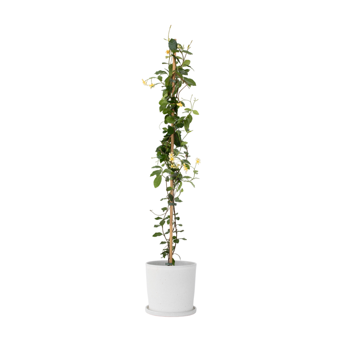Star of Jasmine - Trachelospermum jasminoides - Height 110-120cm - ⌀17cm