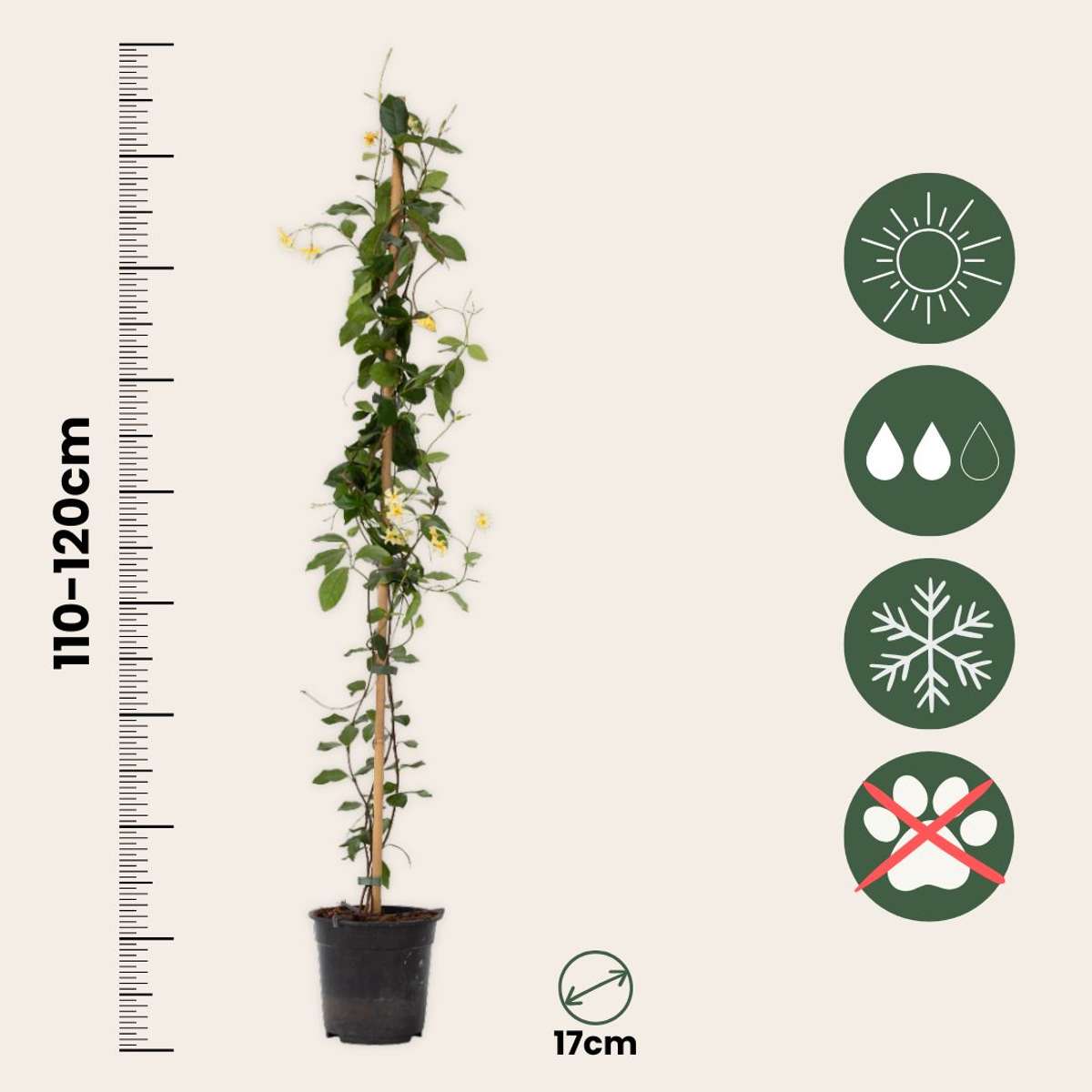Star of Jasmine - Trachelospermum jasminoides - Height 110-120cm - ⌀17cm