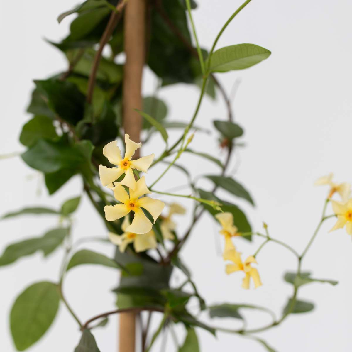 Star of Jasmine - 2 pcs. - Trachelospermum jasminoides - H110-120cm - ⌀17cm