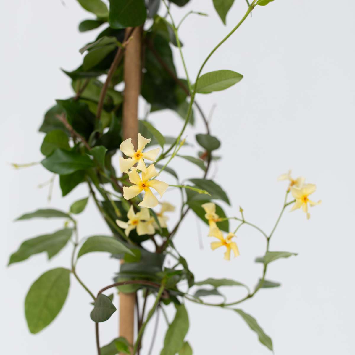 Star of Jasmine - 2 pcs. - Trachelospermum jasminoides - H110-120cm - ⌀17cm
