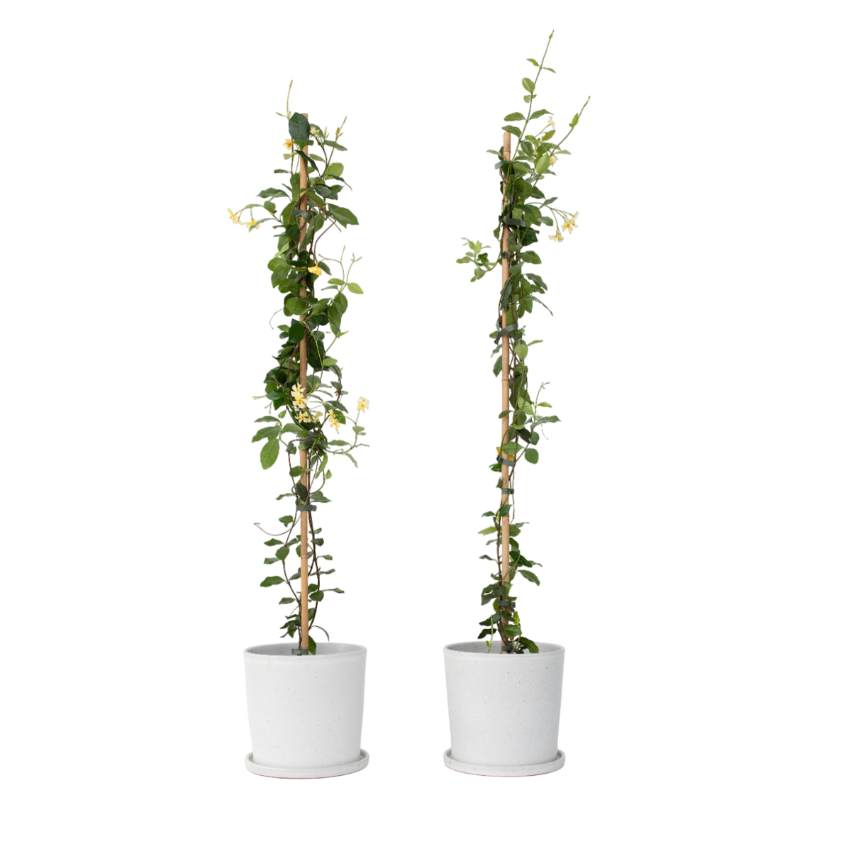 Star of Jasmine - 2 pcs. - Trachelospermum jasminoides - H110-120cm - ⌀17cm