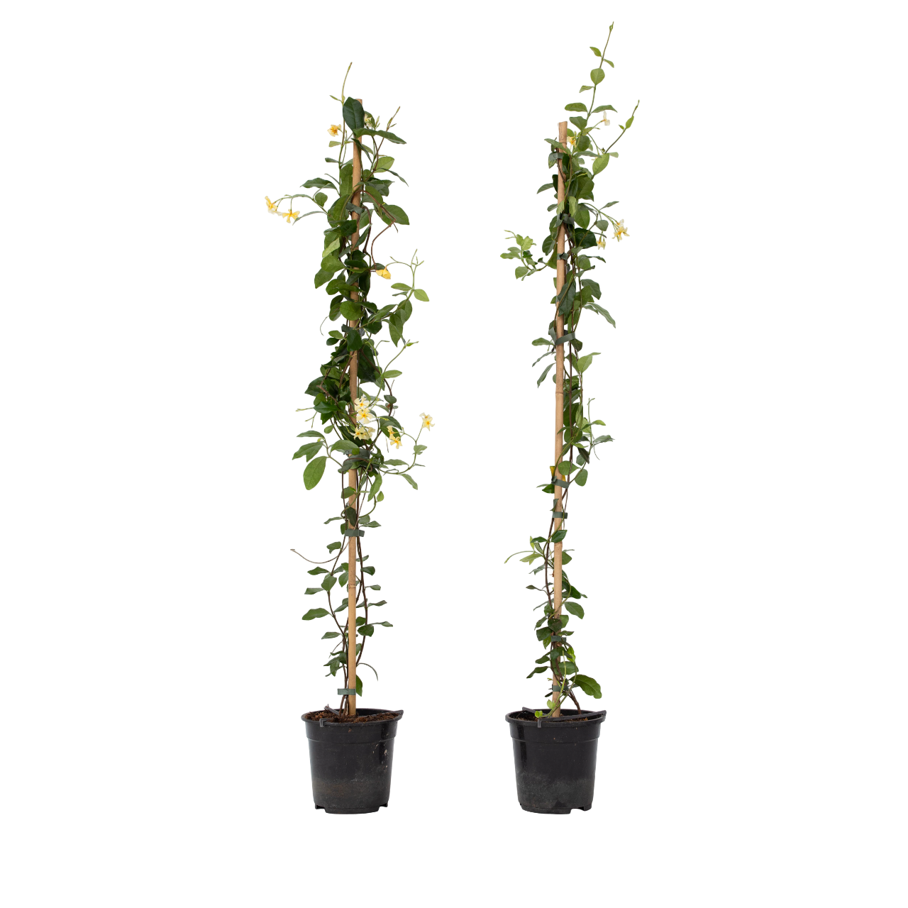 Star of Jasmine - 2 pcs. - Trachelospermum jasminoides - H110-120cm - ⌀17cm