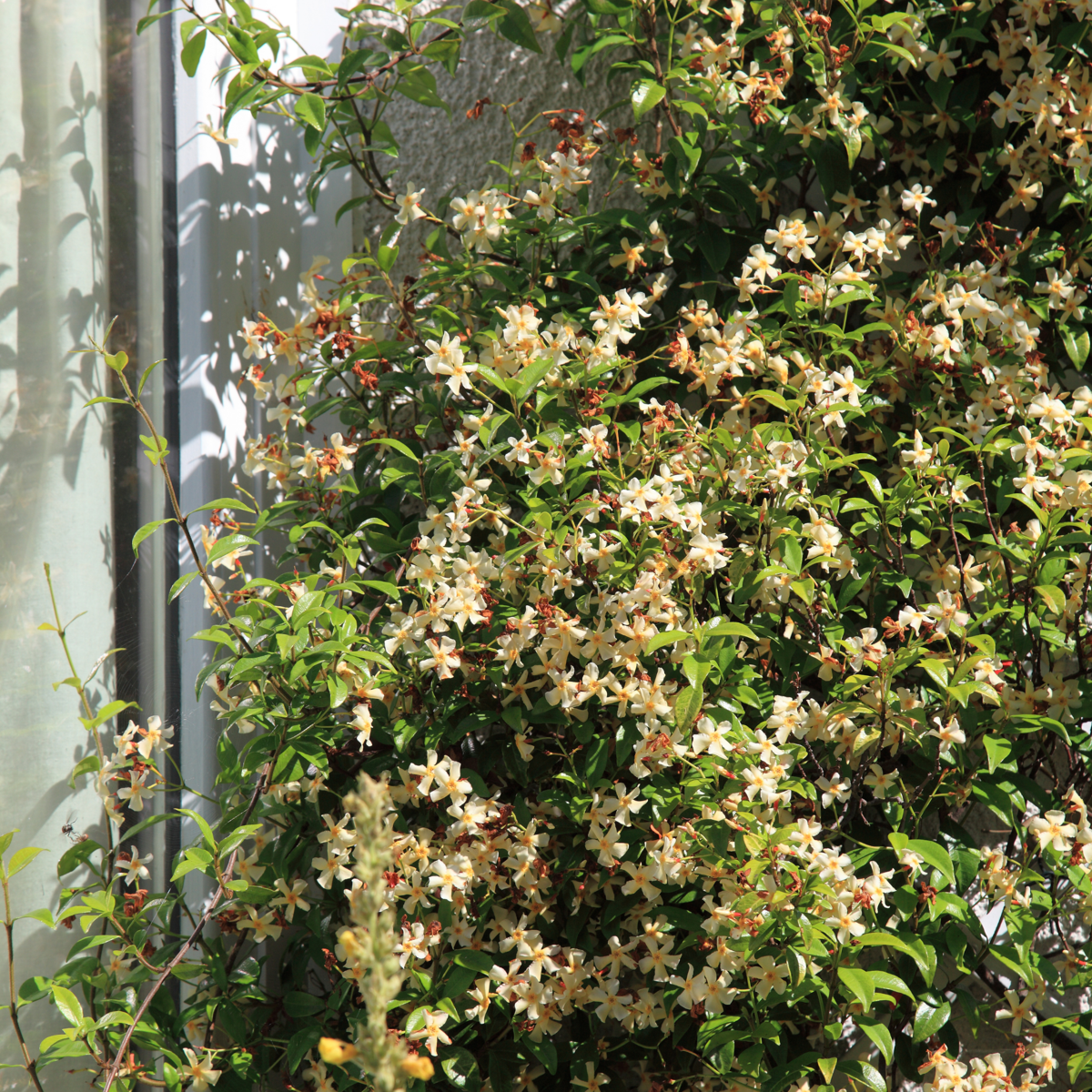 Star of Jasmine - 2 pcs. - Trachelospermum jasminoides - H110-120cm - ⌀17cm