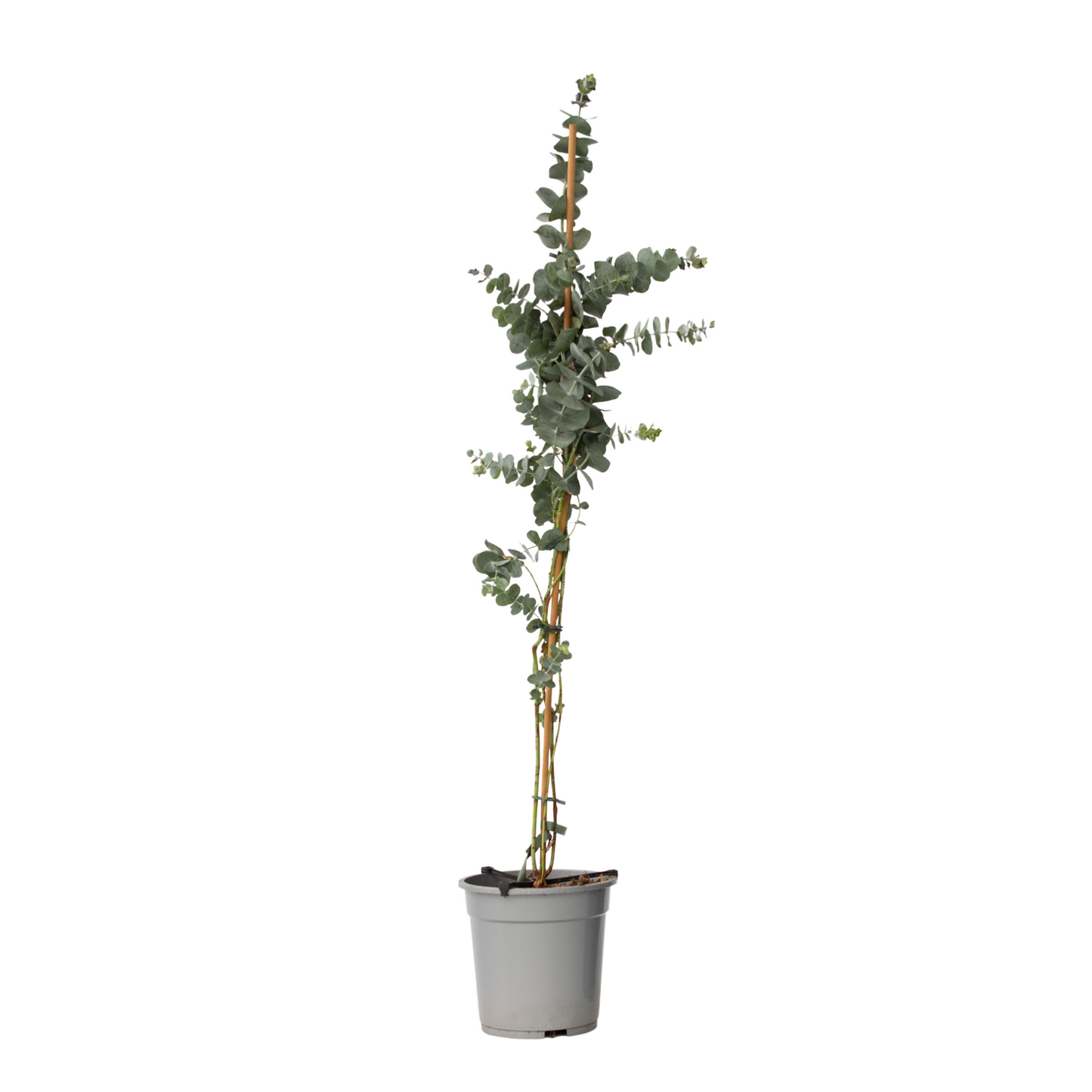 Gum bush - Eucalyptus cinerea 'Silver Dollar' - Height 90-110cm - ⌀19cm