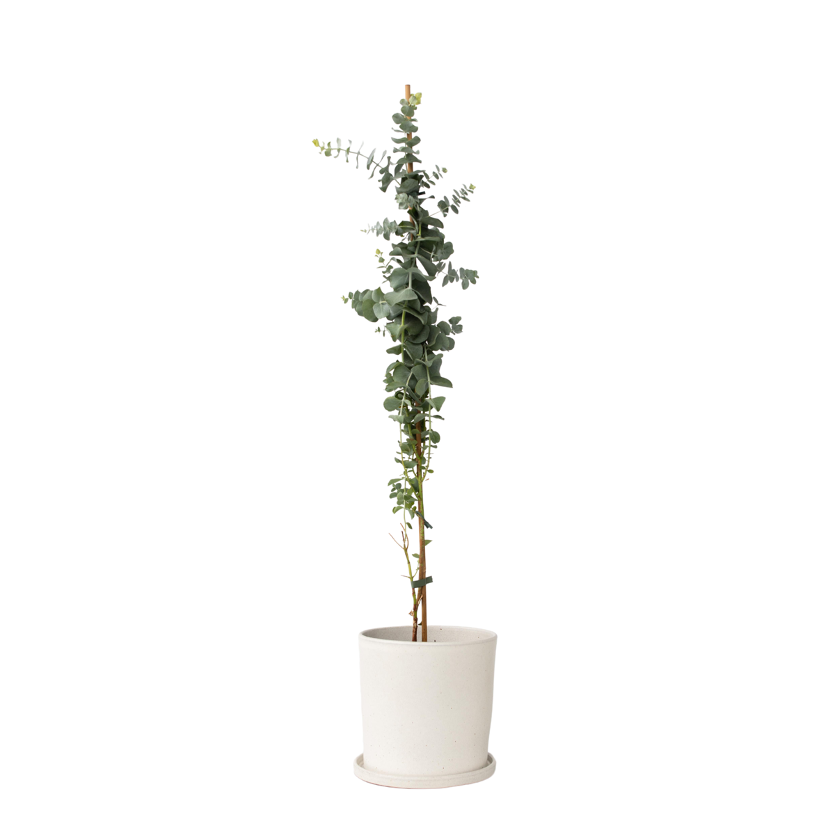 Gum bush - Eucalyptus cinerea 'Silver Dollar' - Height 90-110cm - ⌀19cm