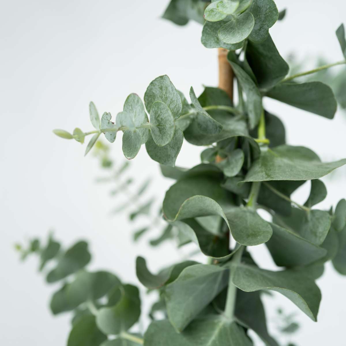 Gum bush - 2 pcs. - Eucalyptus cinerea 'Silver Dollar' - H90-110cm - ⌀19cm