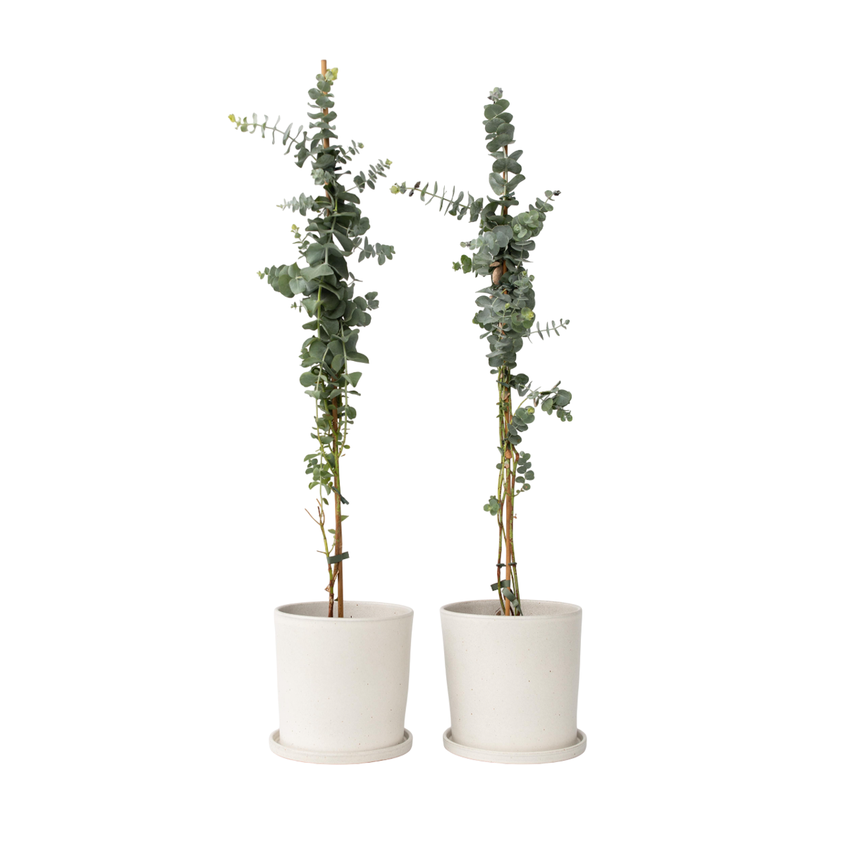 Gum bush - 2 pcs. - Eucalyptus cinerea 'Silver Dollar' - H90-110cm - ⌀19cm