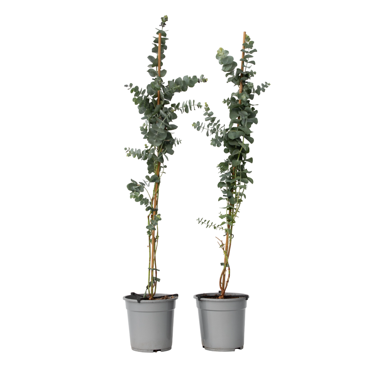 Gum bush - 2 pcs. - Eucalyptus cinerea 'Silver Dollar' - H90-110cm - ⌀19cm