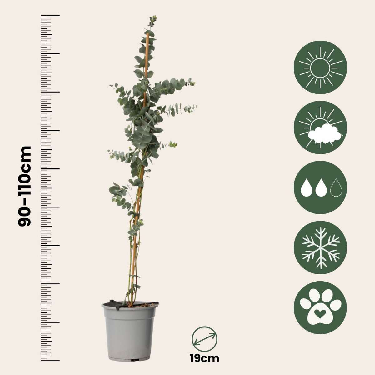 Gum bush - 2 pcs. - Eucalyptus cinerea 'Silver Dollar' - H90-110cm - ⌀19cm