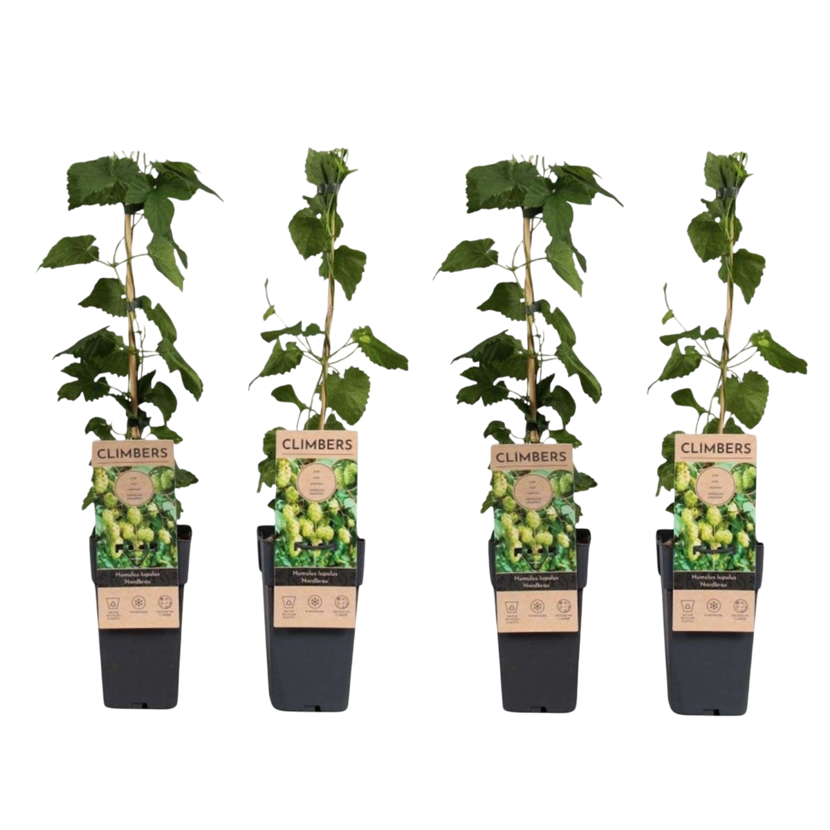 Houblon - Set de 4 - Humulus lupulus 'Nordbrau' - Hauteur 50-60cm - ⌀15cm