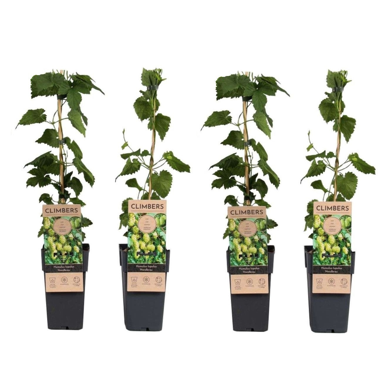Houblon - Set de 4 - Humulus lupulus 'Nordbrau' - Hauteur 50-60cm - ⌀15cm