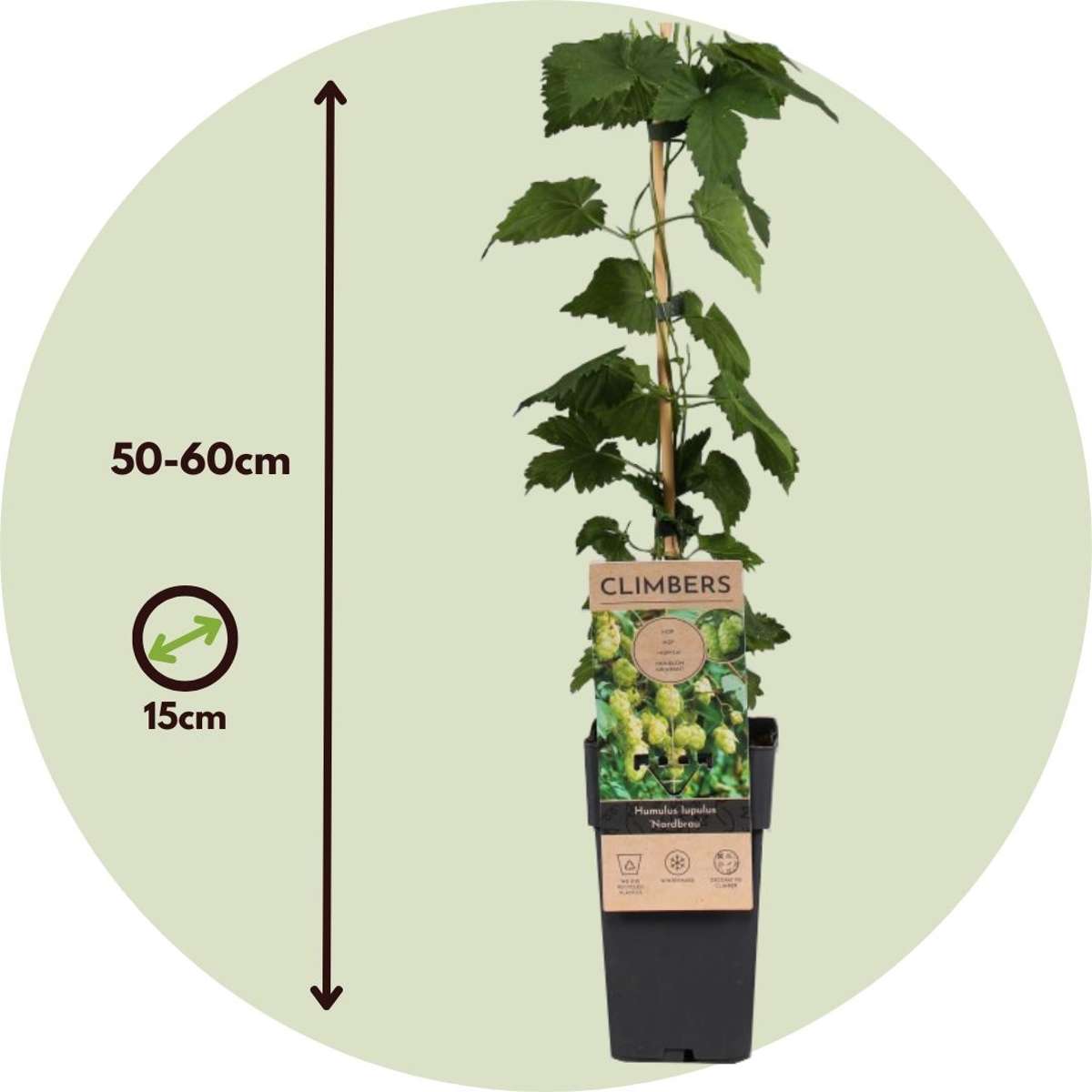 Houblon - Set de 4 - Humulus lupulus 'Nordbrau' - Hauteur 50-60cm - ⌀15cm