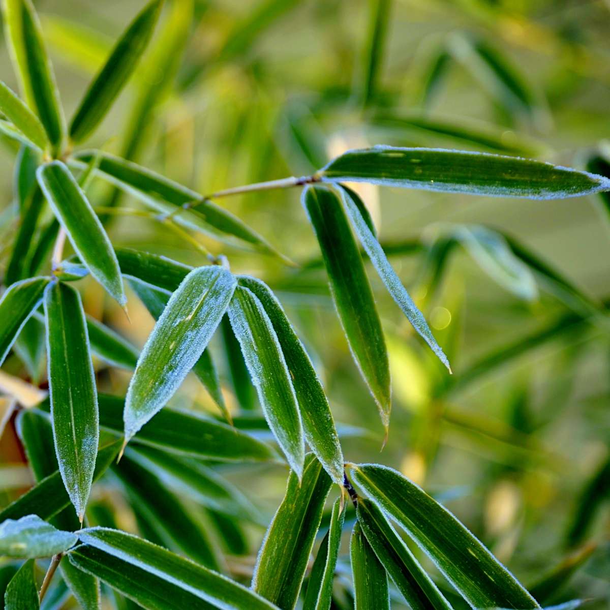 Bambou non-traçant - Set de 3 - Fargesia rufa - Hauteur 25-40cm - ⌀13cm