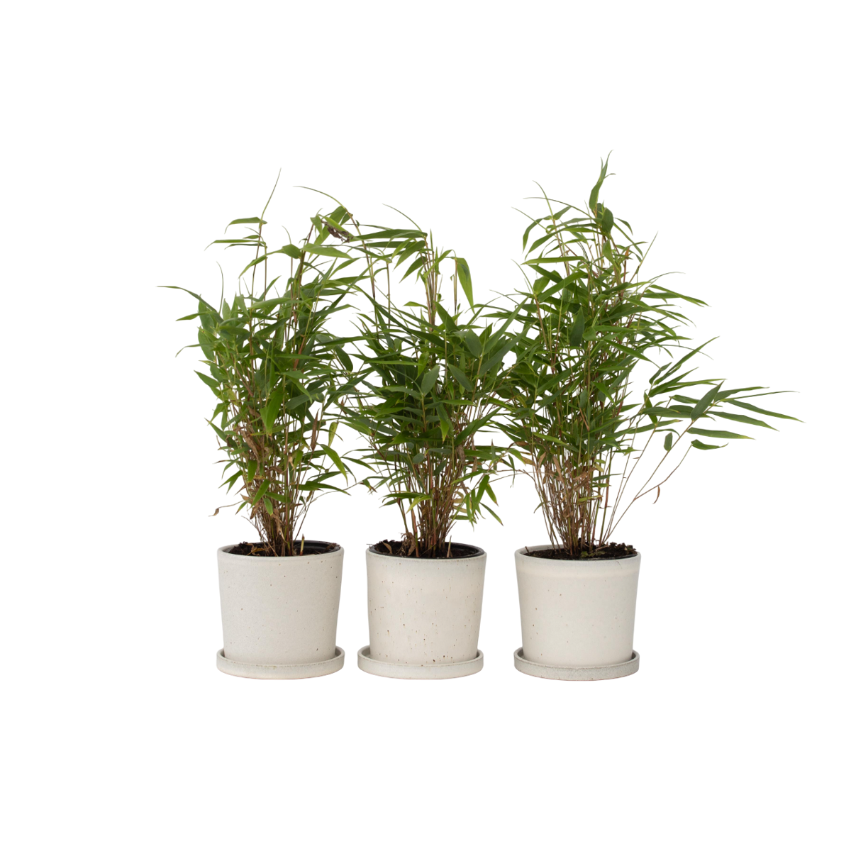 Bambou non-traçant - Set de 3 - Fargesia rufa - Hauteur 25-40cm - ⌀13cm