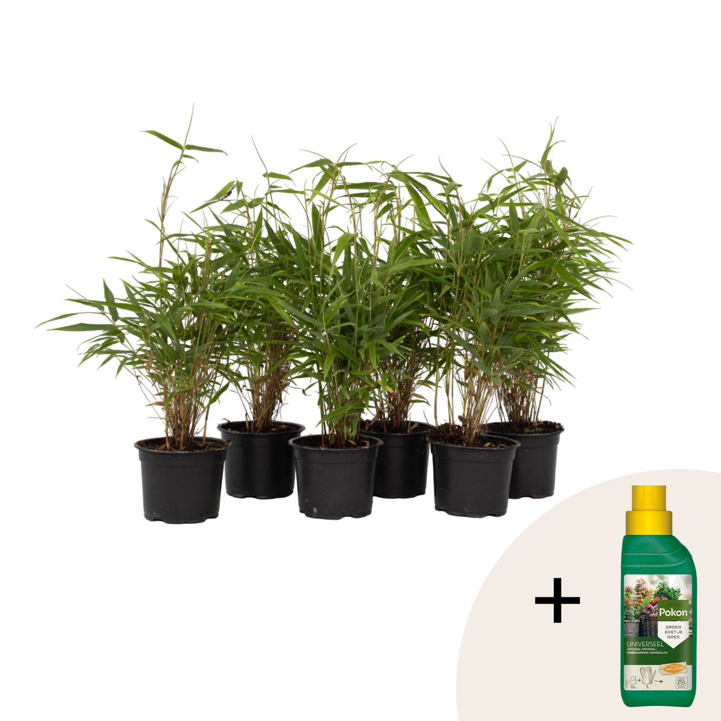 Dragonhead Bamboo - 6 pcs. - Fargesia rufa - Height 25-40cm - ⌀13cm