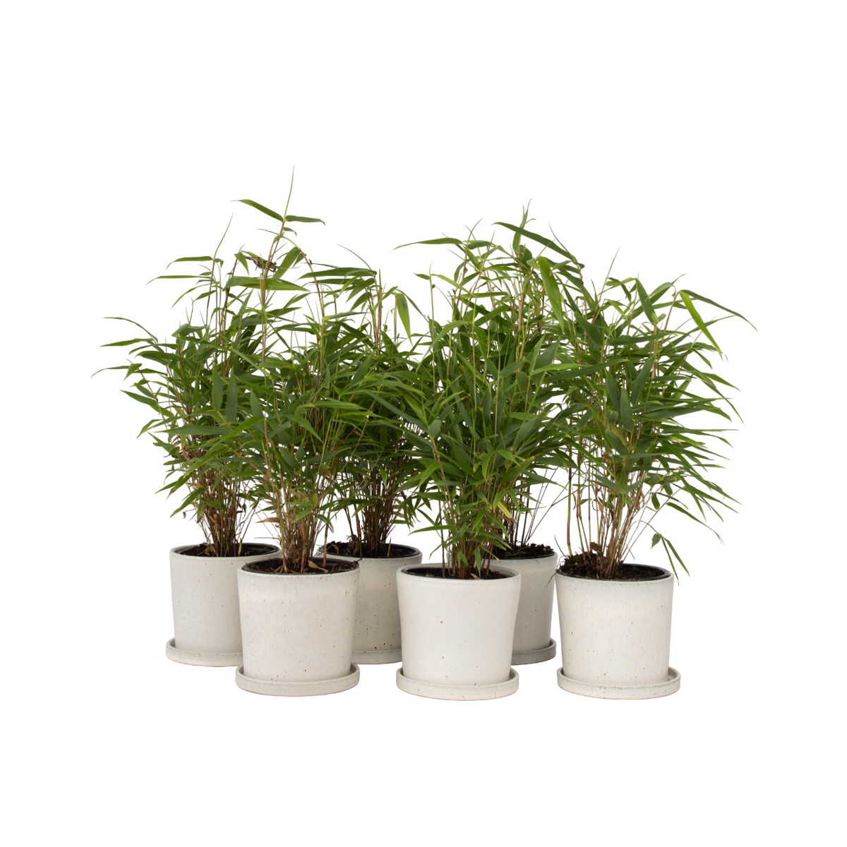 Bambou non-traçant - Set de 6 - Fargesia rufa - Hauteur 25-40cm - ⌀13cm