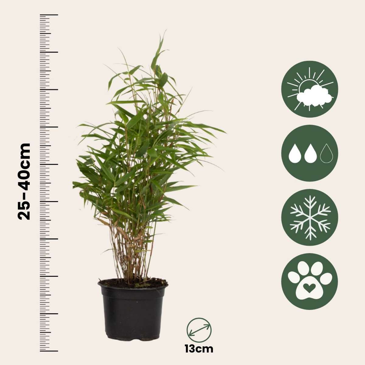 Dragonhead Bamboo - 6 pcs. - Fargesia rufa - Height 25-40cm - ⌀13cm