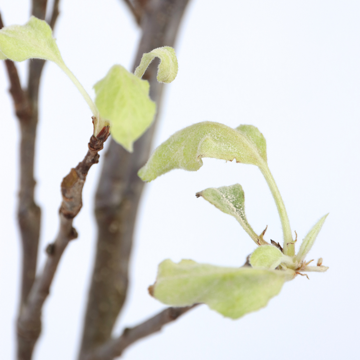 Pommier - Malus domestica 'Elstar' - Hauteur 90-100cm - ⌀21cm - TD Plantz