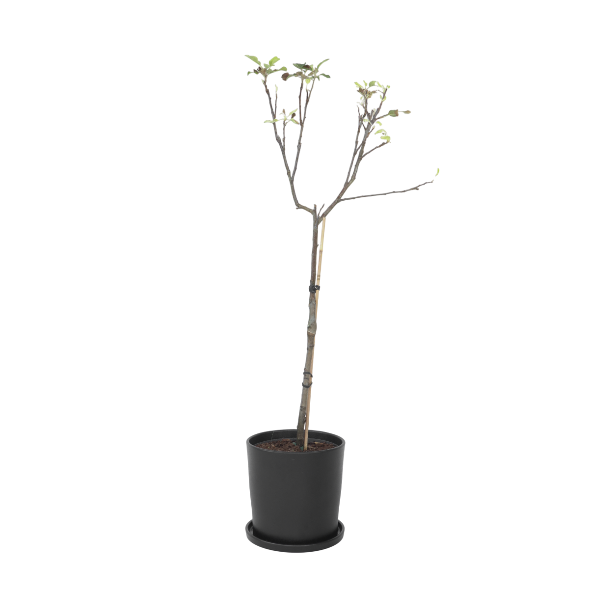 Pommier - Malus domestica 'Elstar' - Hauteur 90-100cm - ⌀21cm - TD Plantz