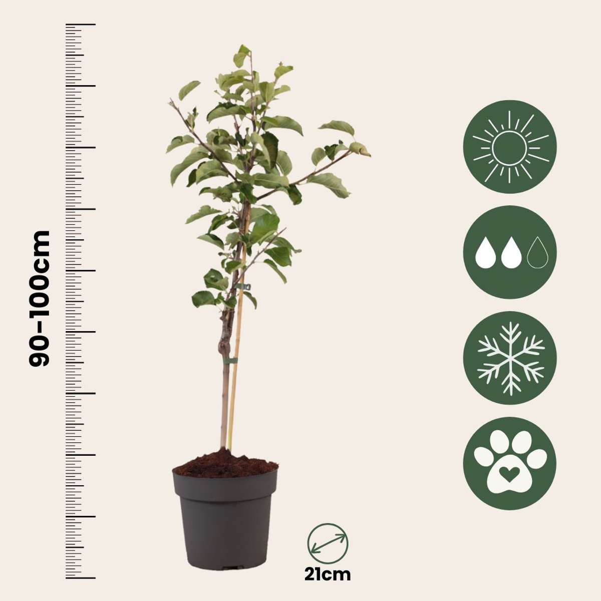 Pommier - Malus domestica 'Elstar' - Hauteur 90-100cm - ⌀21cm - TD Plantz