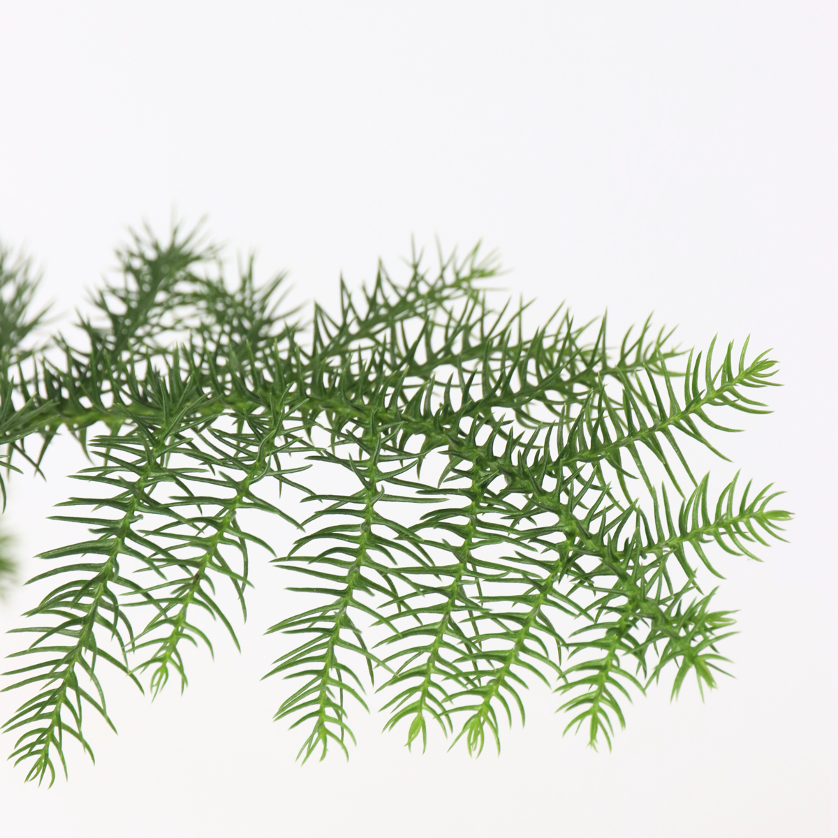 Pin de Norfolk - Araucaria heterophylla - Hauteur 45-55cm - ⌀14cm