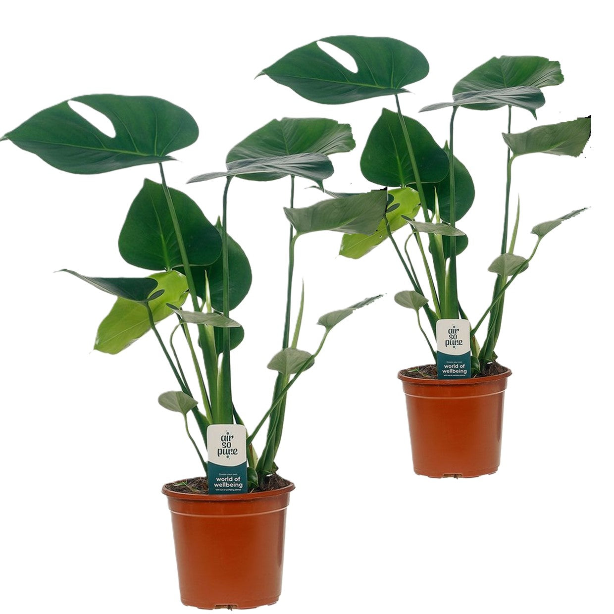 Plante à trous - Set de 2 - Monstera deliciosa - Hauteur 45-55cm - ⌀14cm