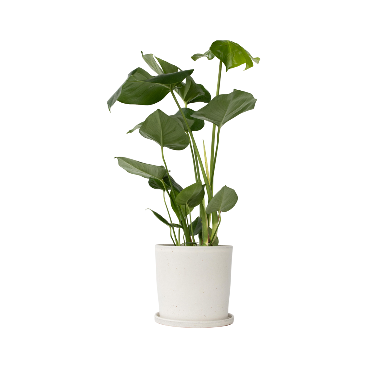 Plante à trous - Monstera deliciosa - Hauteur 50-60cm - ⌀17cm