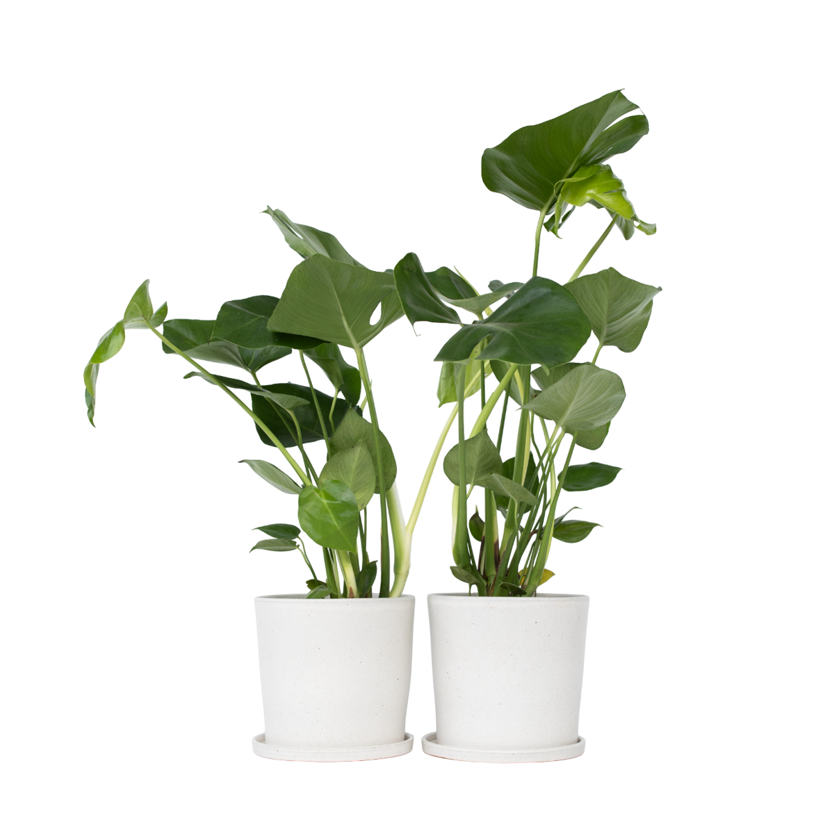 Plante à trous - Set de 2 - Monstera deliciosa - Hauteur 50-60cm - ⌀17cm