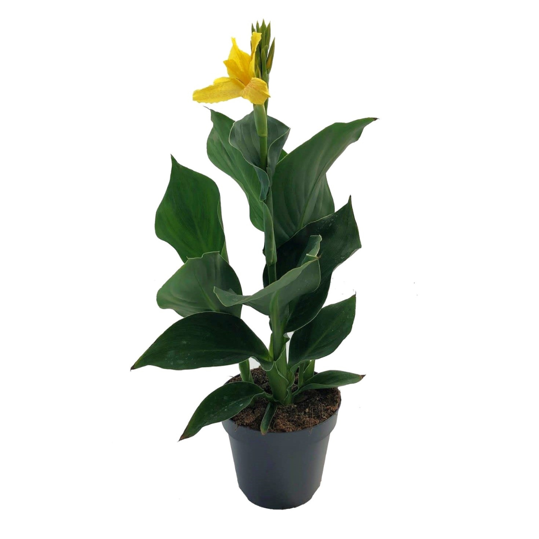 Balisier - Canna 'Cannova' - Hauteur 35-45cm - ⌀17cm - TD Plantz